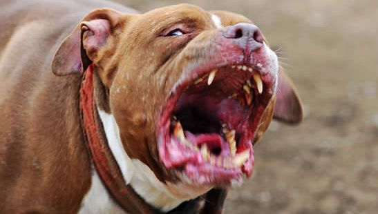 砰!湖北丹江口民警当场击毙"袭警"恶犬!