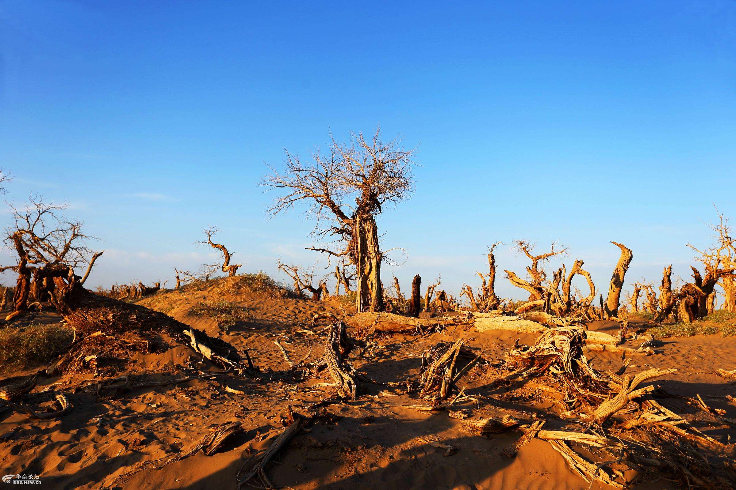中国最大的沙漠,有"死亡之海"之称,面积相当于52个上海!