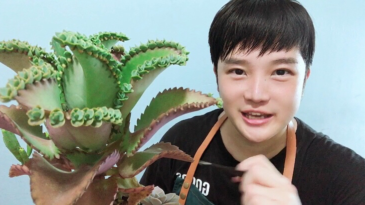 泛滥品种的不死鸟多肉也可以养出超好看的红色叶片!