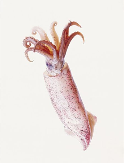 被鱿鱼的高胆固醇吓到不敢吃了?其实鱿鱼的胆固醇不会被人体储存