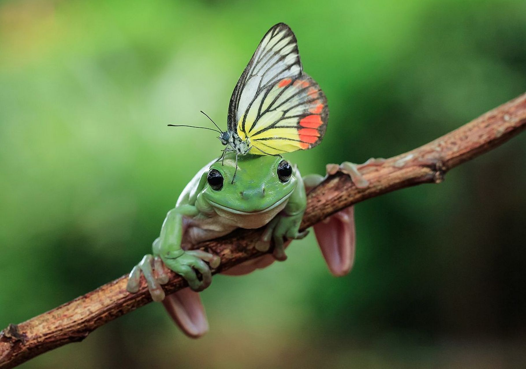 有一天,一只美丽的蝴蝶飞来了,它的翅膀像彩虹般绚烂,让青蛙为之倾倒.