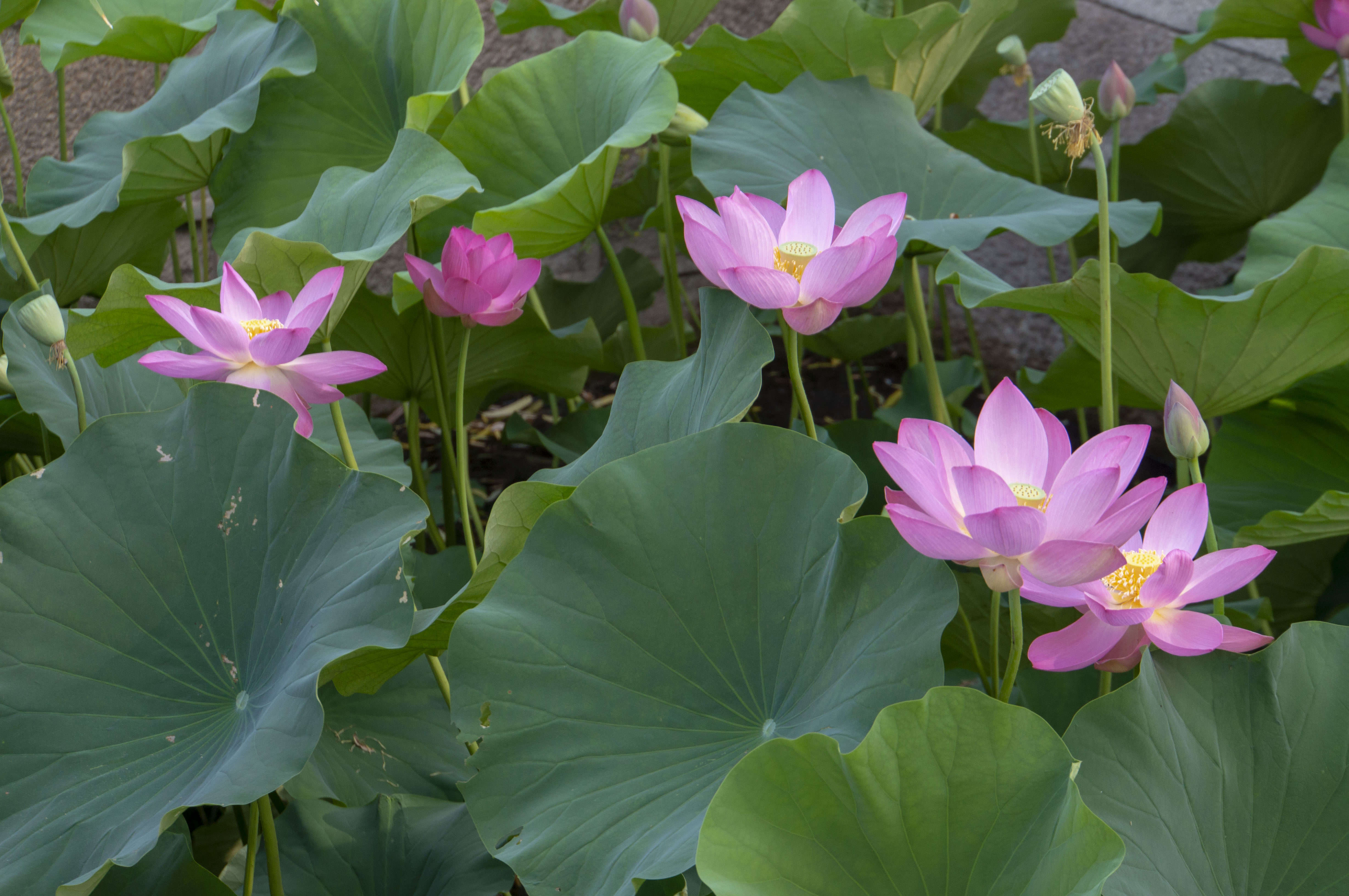 来拍吧!龙潭湖的荷花正艳