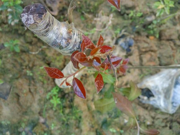 生樁來紅芽