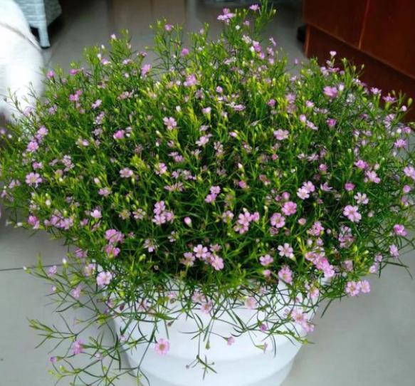 满天星,一次开花上千朵,只需几粒种子,呼呼爆盆,开成花球!