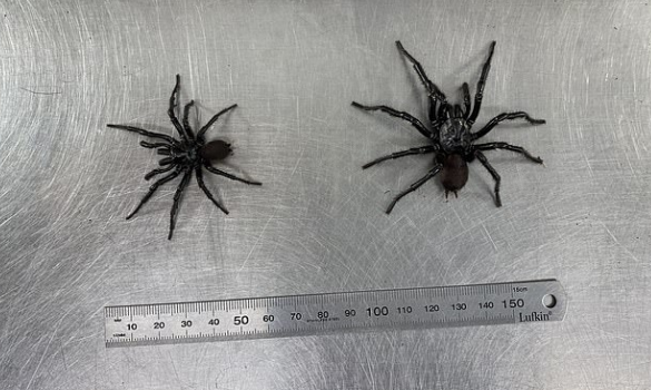 澳大利亚发现巨型毒蜘蛛 体型是同类两倍大