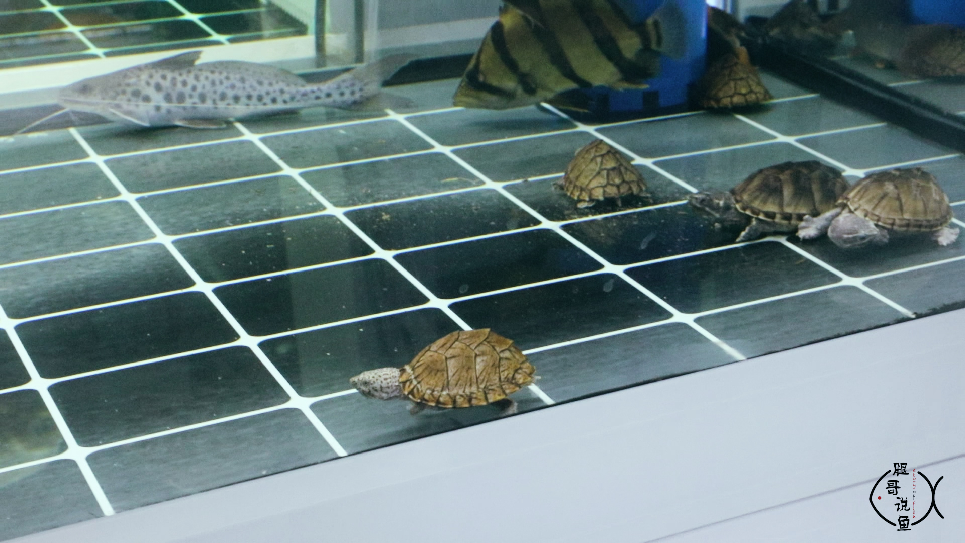 你知道什么乌龟能养在鱼缸里吗?网红剃刀龟就可以混养在大鱼缸里