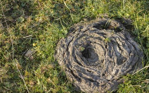 农村常说的"姨夫不是亲戚牛屎不是粪"这句俗语是什么意思?