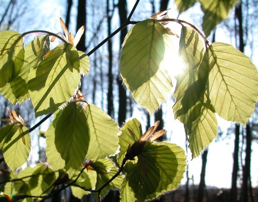 山毛柳你了解吗?看看这些再说话
