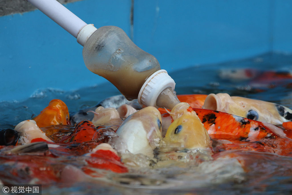 动物园锦鲤爱吃"奶" 游客拿奶瓶喂鱼体验饲鱼乐趣