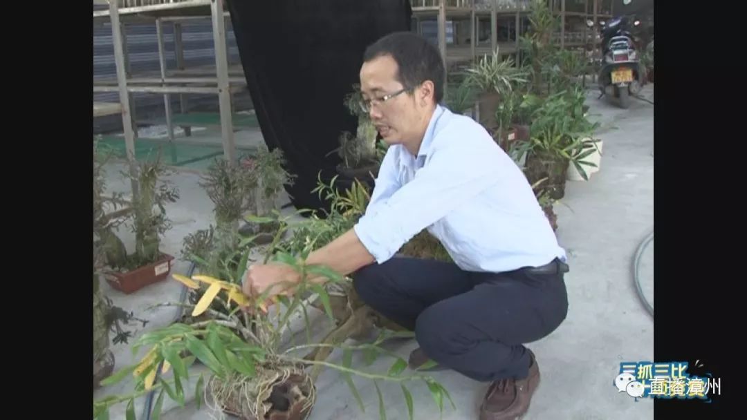 诏安陈南川:青春浇灌兰花香,百秾花开惠百农