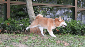 狗子:哥哥有练过,小朋友不要随便模仿 溜了溜了.