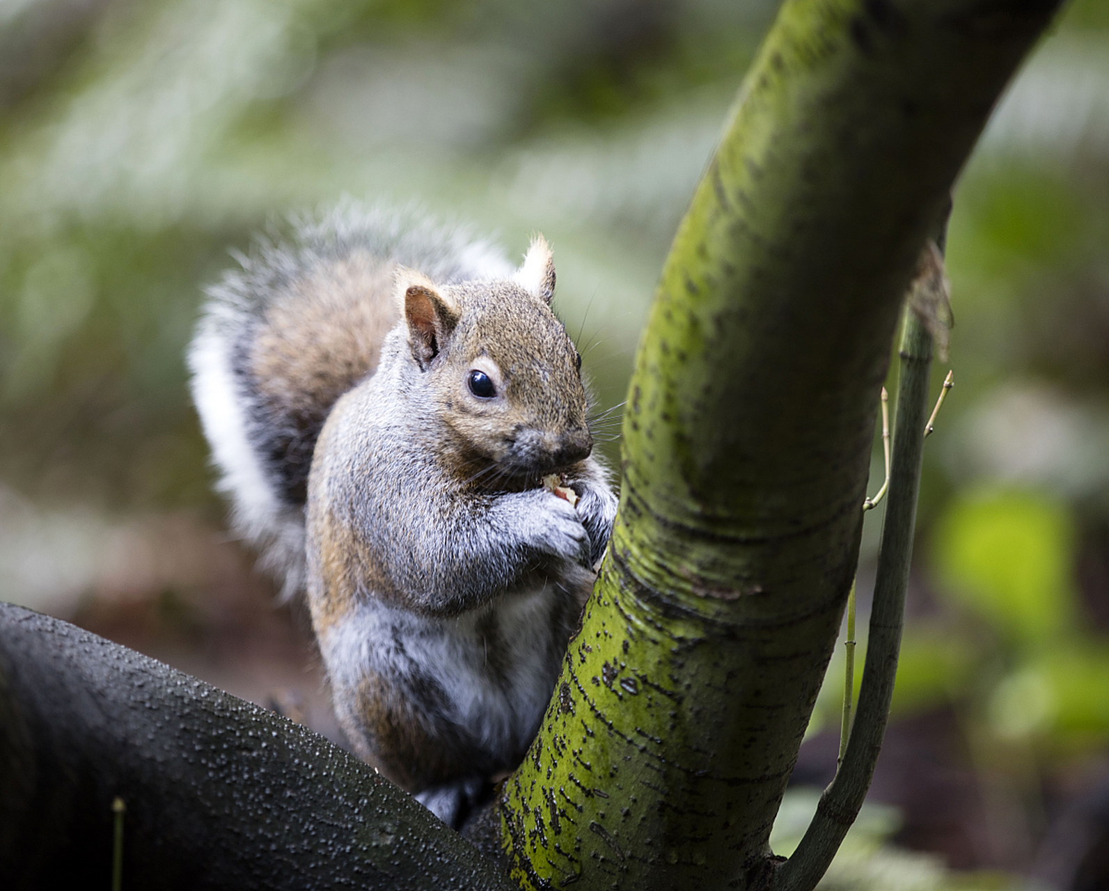 秋天,动物们忙碌地收集食物,为冬季储备能量.
