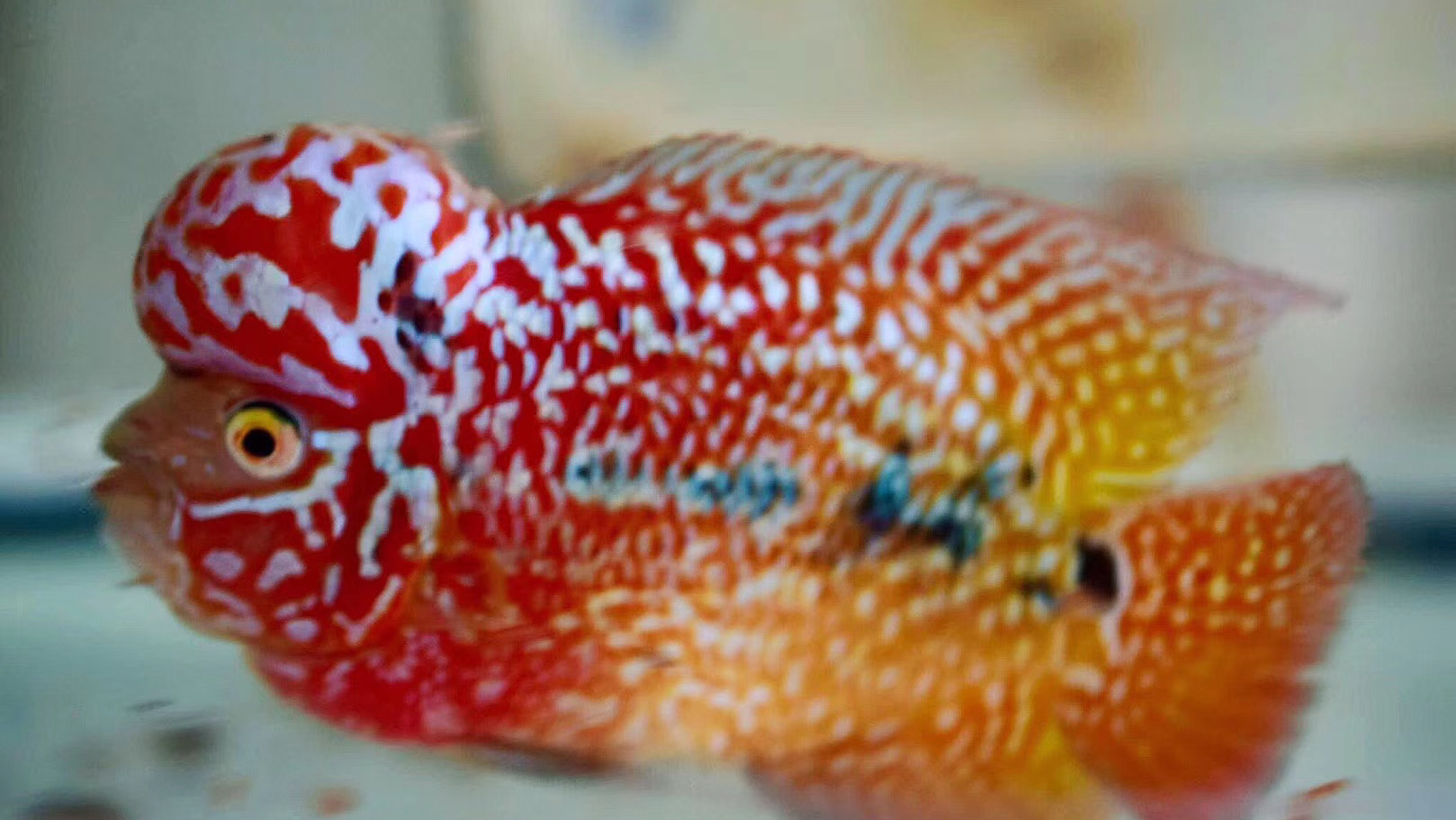 黄金罗汉鱼稀有品种