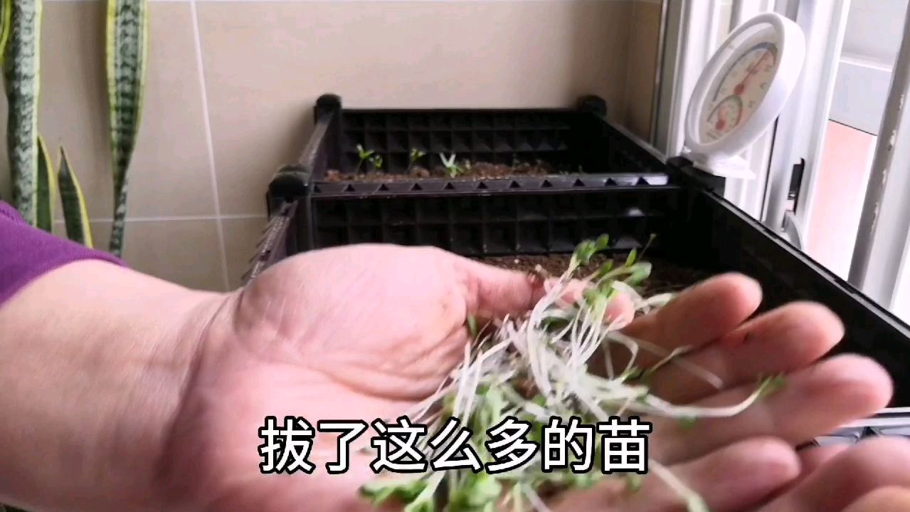 菜苗倒伏,老王这次痛下狠手。这次视频不小心暴露了老王的大肚子