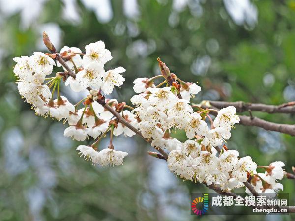 数万亩樱桃花正开放,白白,小小的花片一朵朵簇拥着,蒲江樱桃山景区的