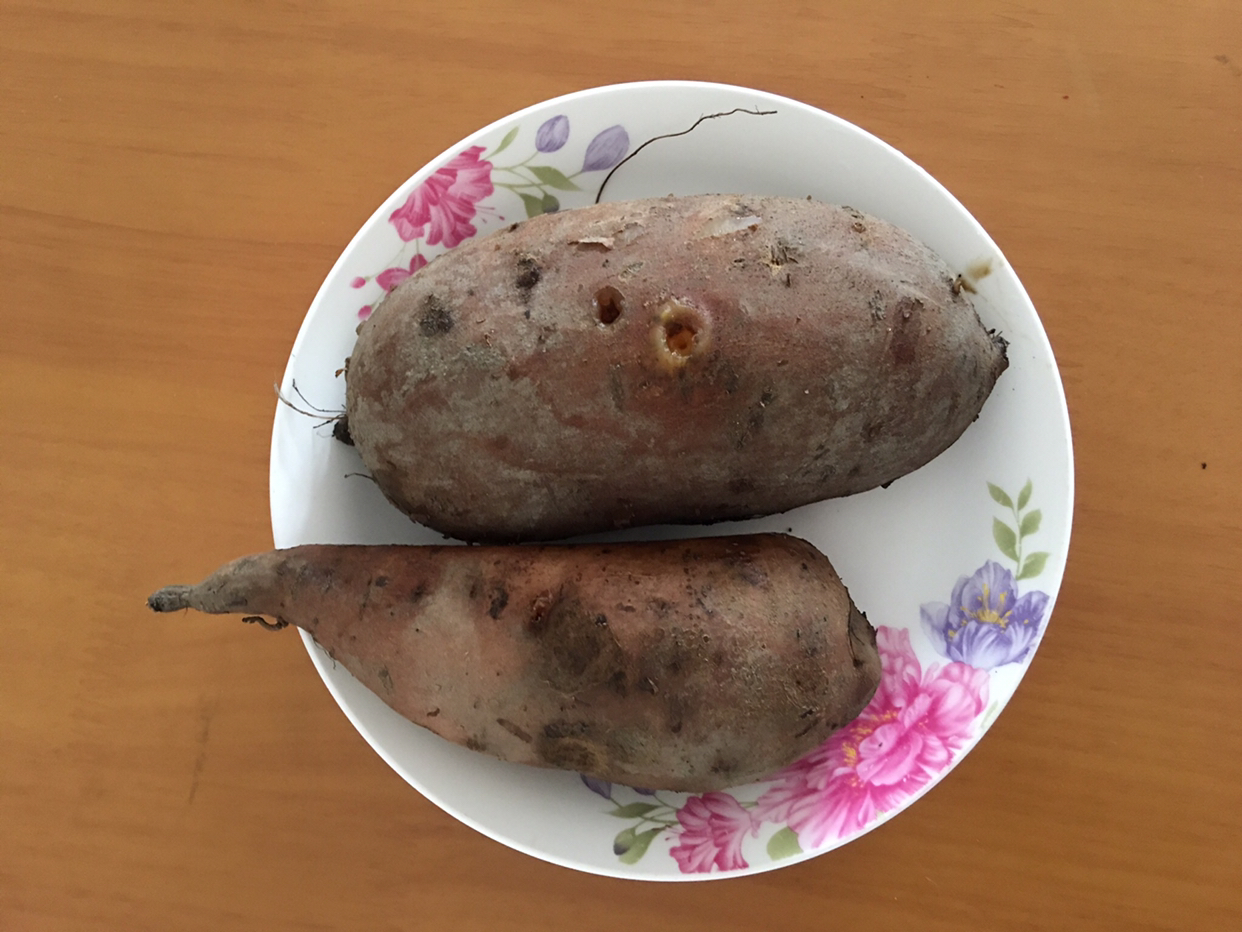 電飯煲地瓜要這樣做才好吃,不用油,不糊鍋,零失敗