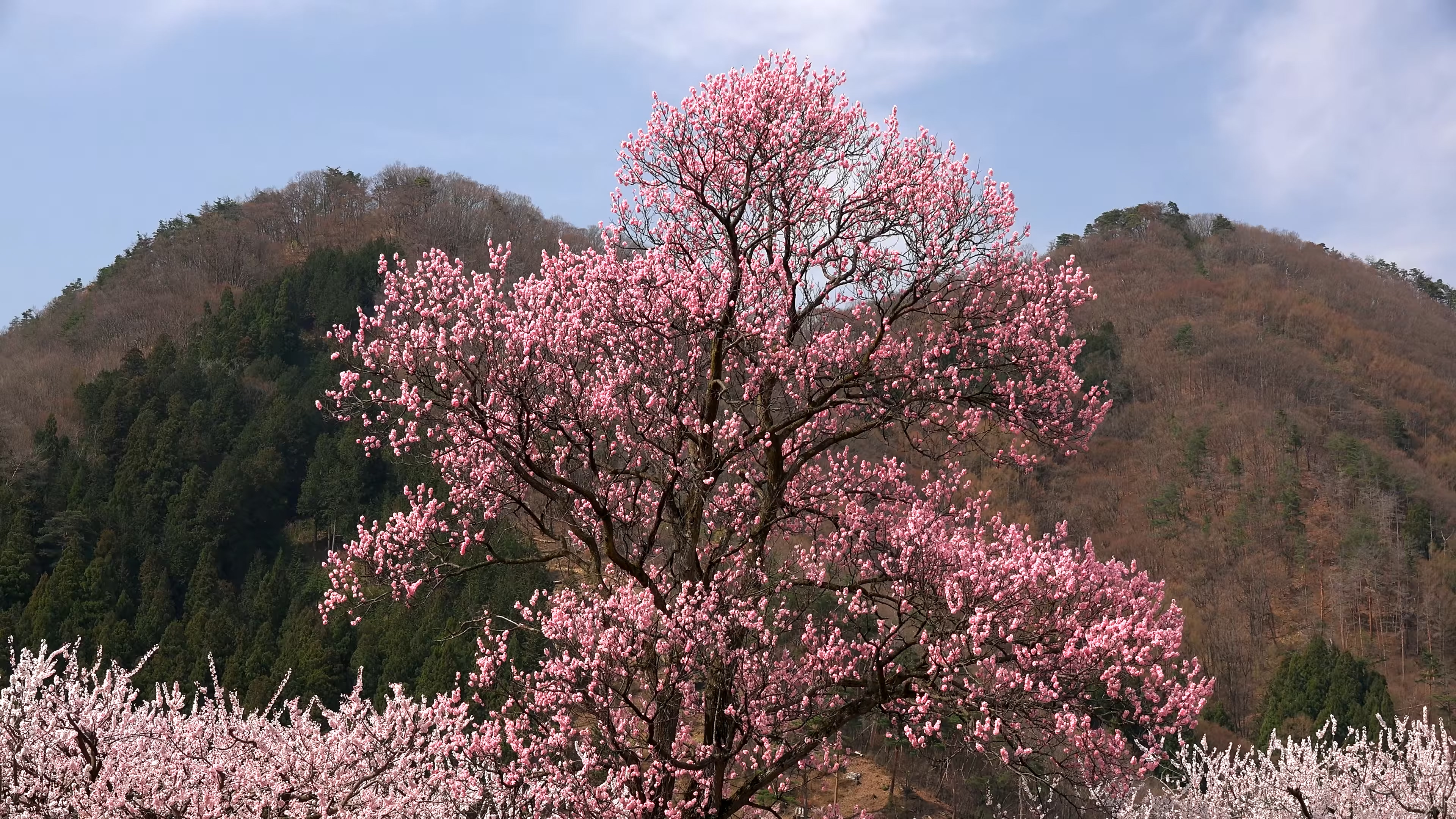 樱花树