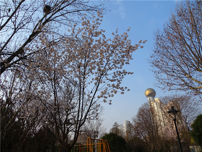 汉口江滩樱园图片