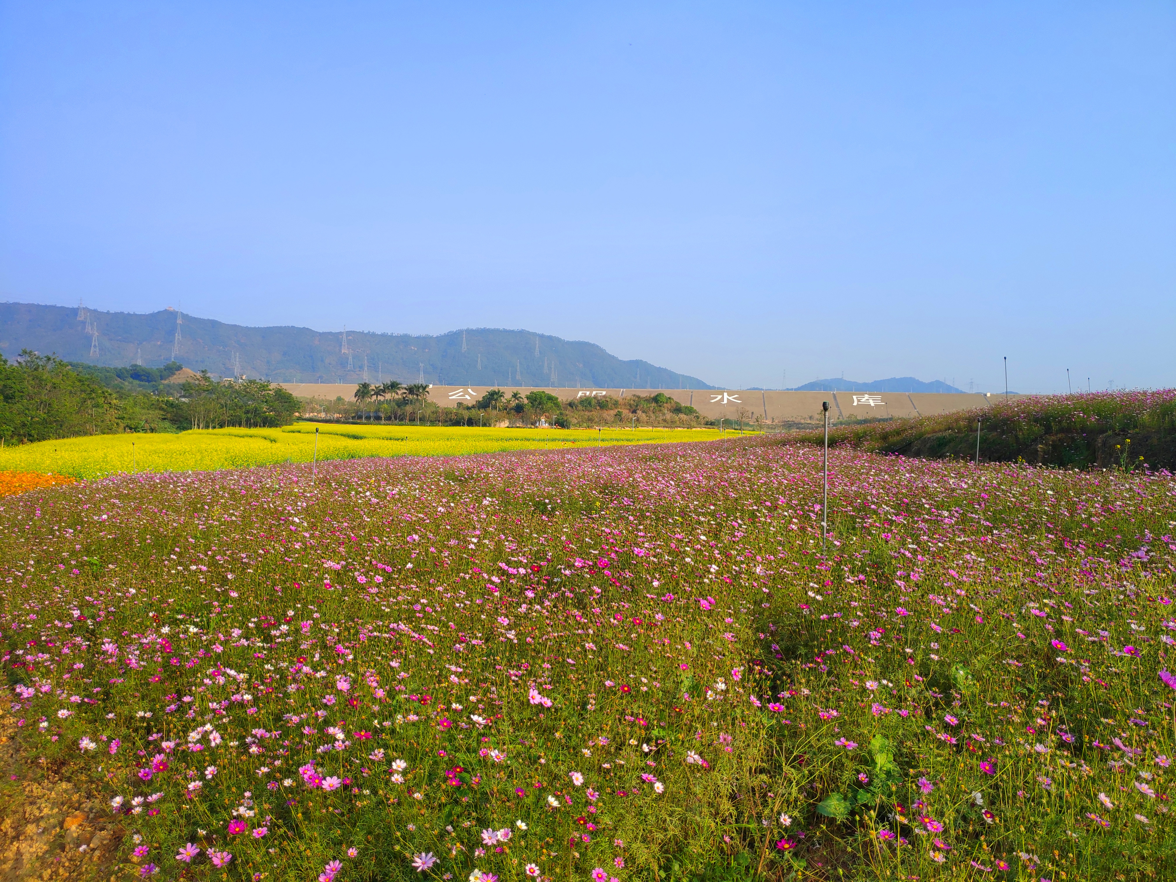 揭西田园花海图片