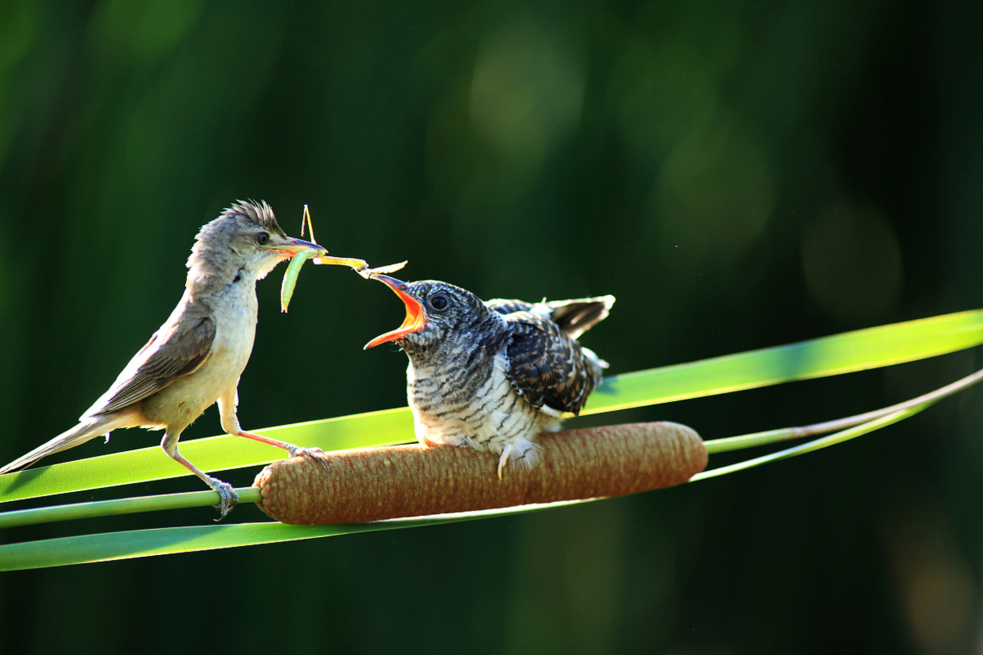 杜鹃鸟是杜鹃科鸟类的通称,主要是大杜鹃,三声杜鹃和四声杜鹃.