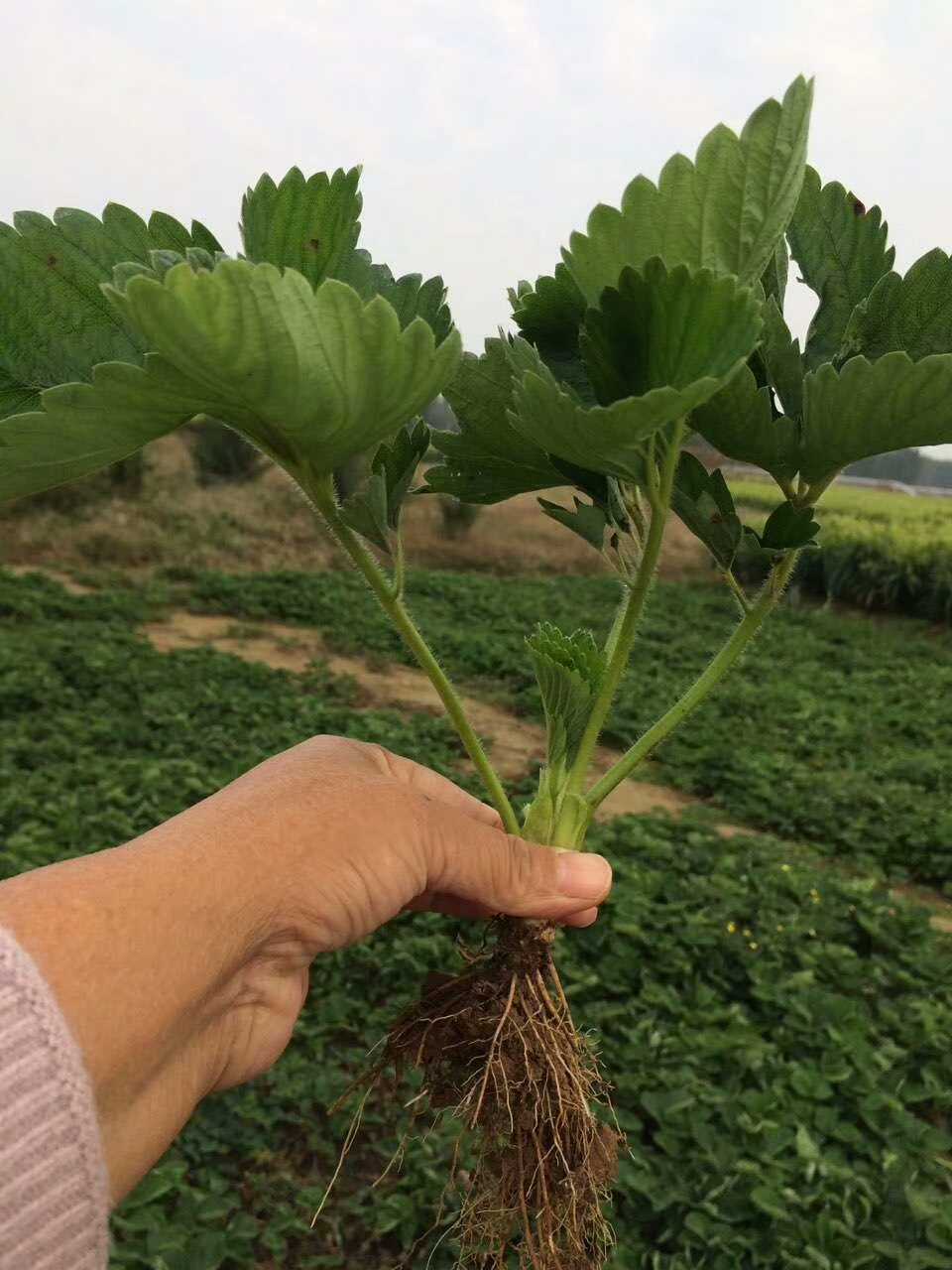 草莓苗苗 - 优质问答专区