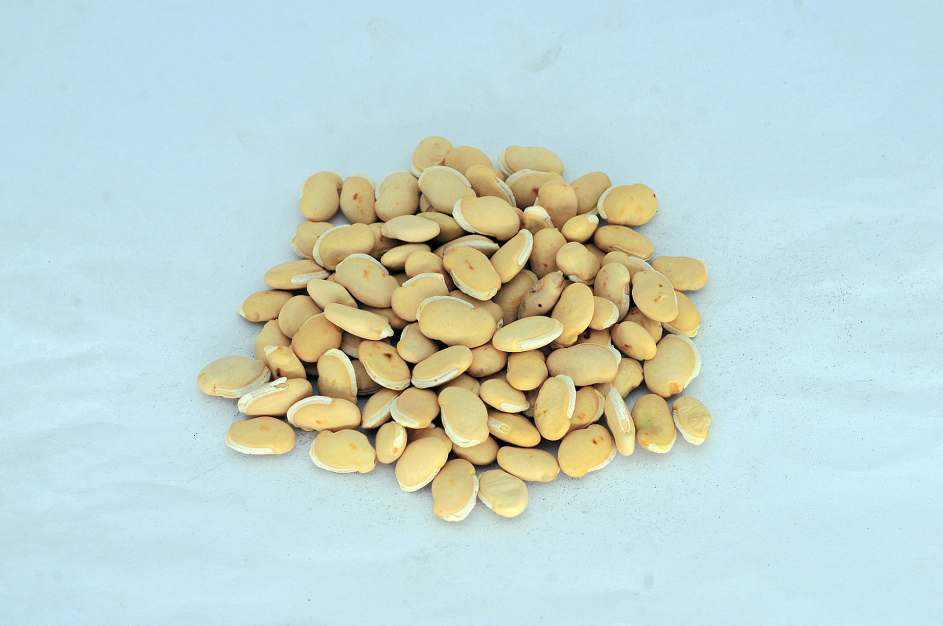 【常用祛湿的中药(1):白扁豆】 白扁豆为豆科一年生缠绕草本植物