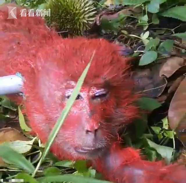 热带"红猴子"遭农民捆绑 一脸困惑被责骂