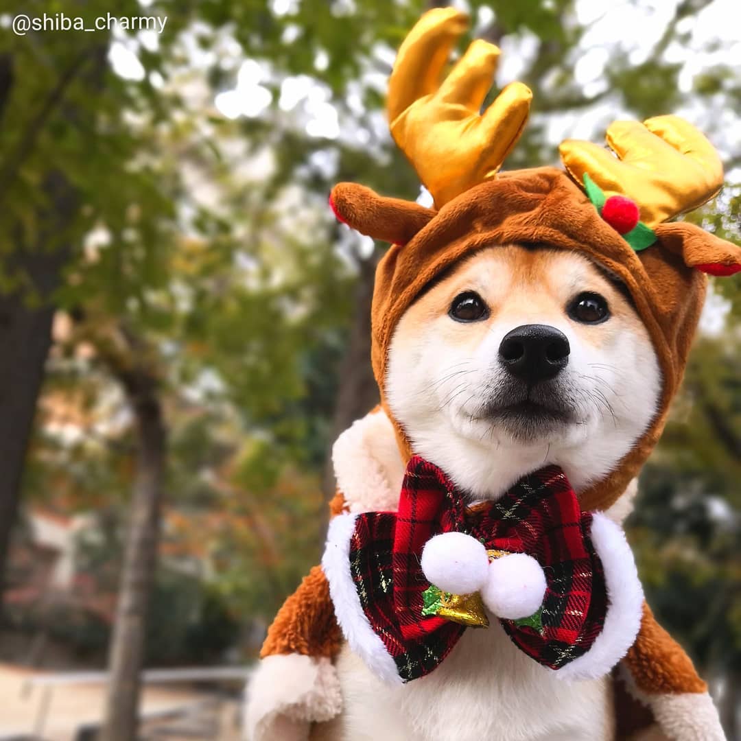 柴犬过圣诞怎么这么搞怪?最后一只太让人羡慕了!