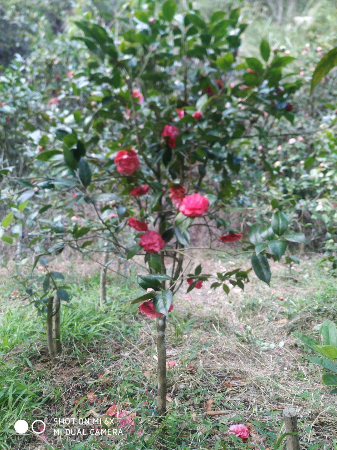 商品专题茶花