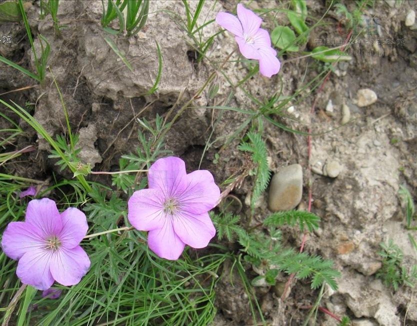 你真的了解甘青老鹳草吗?给大家科普一下