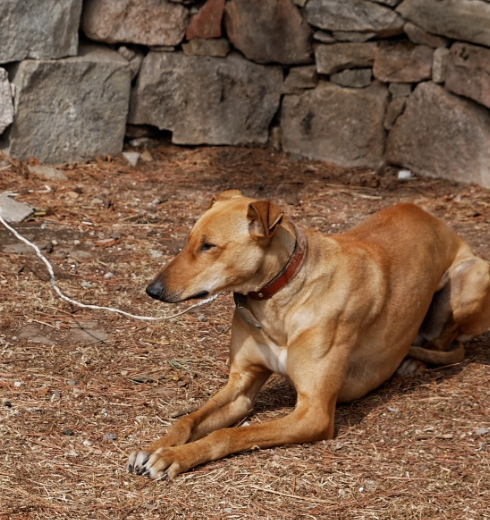 细犬是中国古老的狩猎犬种,以山东聊城出产的为上佳品种,另陕西也有