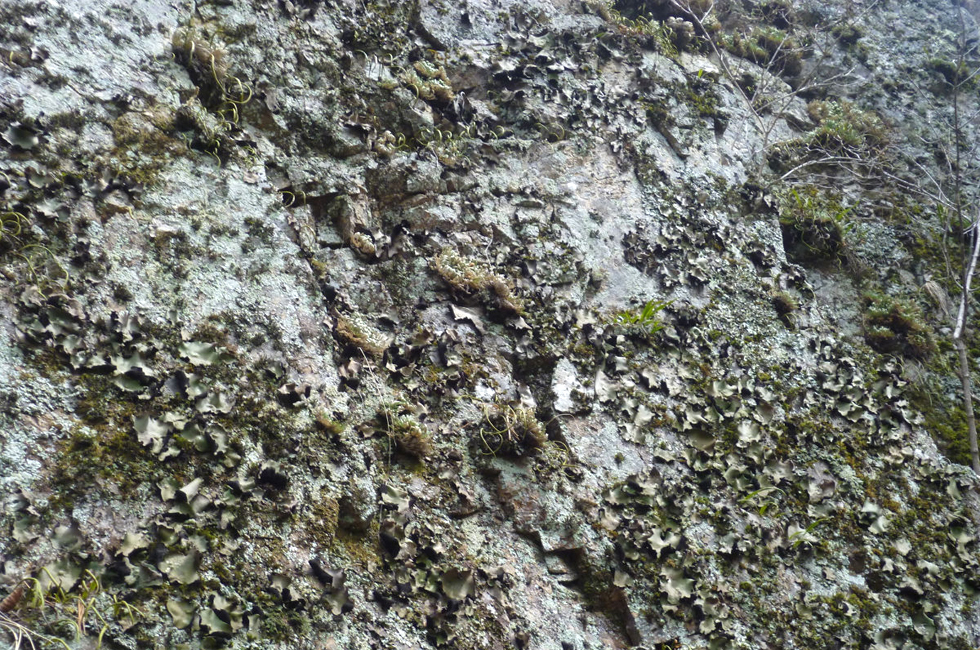 农村这种野生物,可遇不可求,价值堪比灵芝,见到请好好珍惜