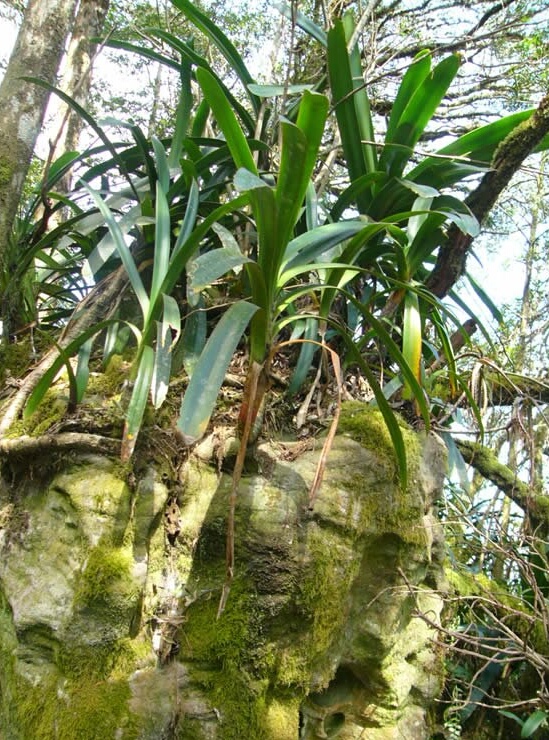 南非野生状态下的君子兰欣赏