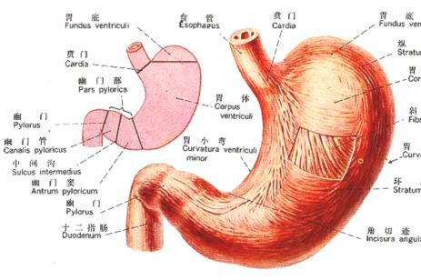 胃为水谷之海胃和人体的健康存在着什么关系?