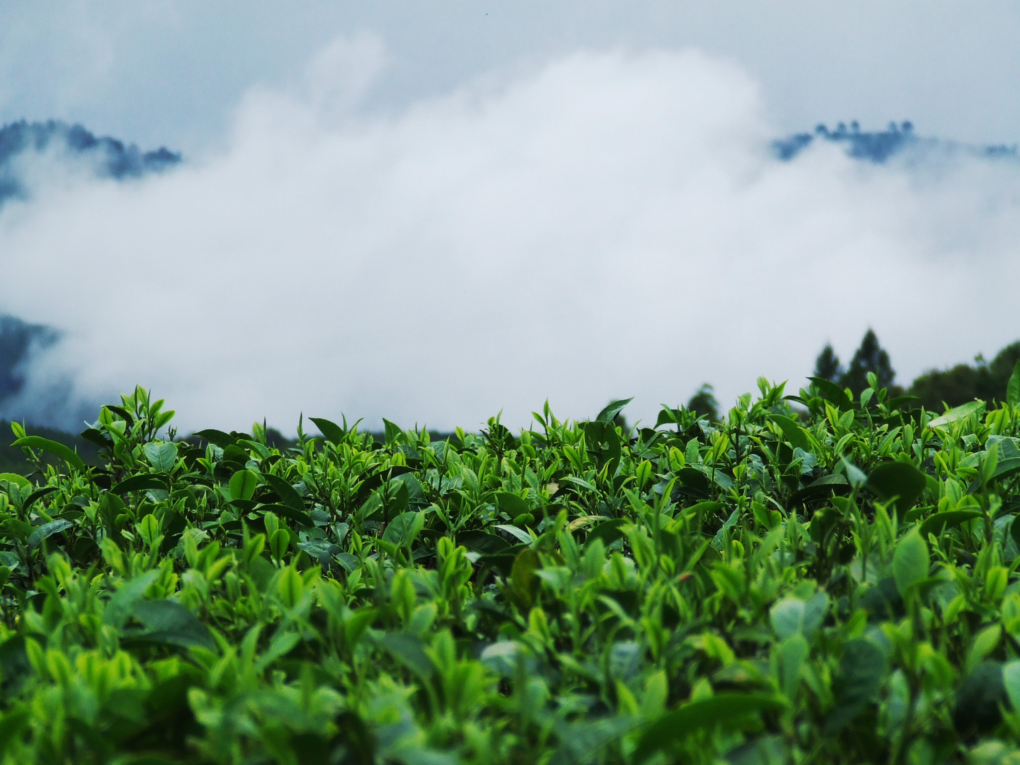 高山云雾出好茶