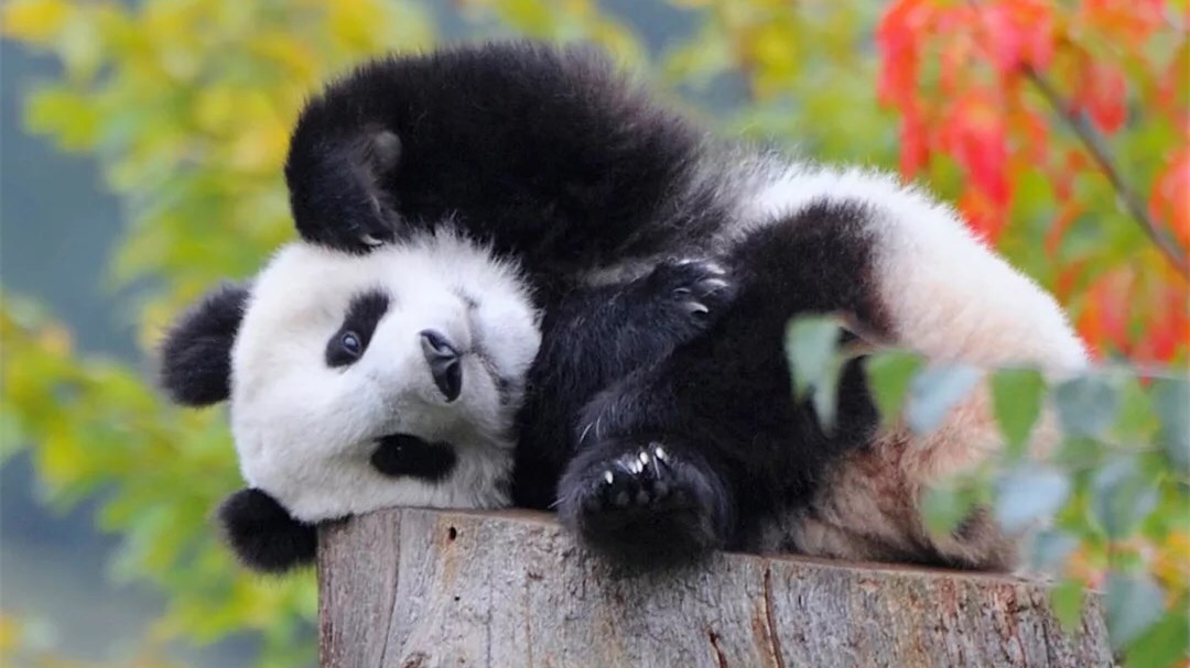 呆萌的国宝熊猫很厉害吗?没有人类饲养会怎么样?看完明白了