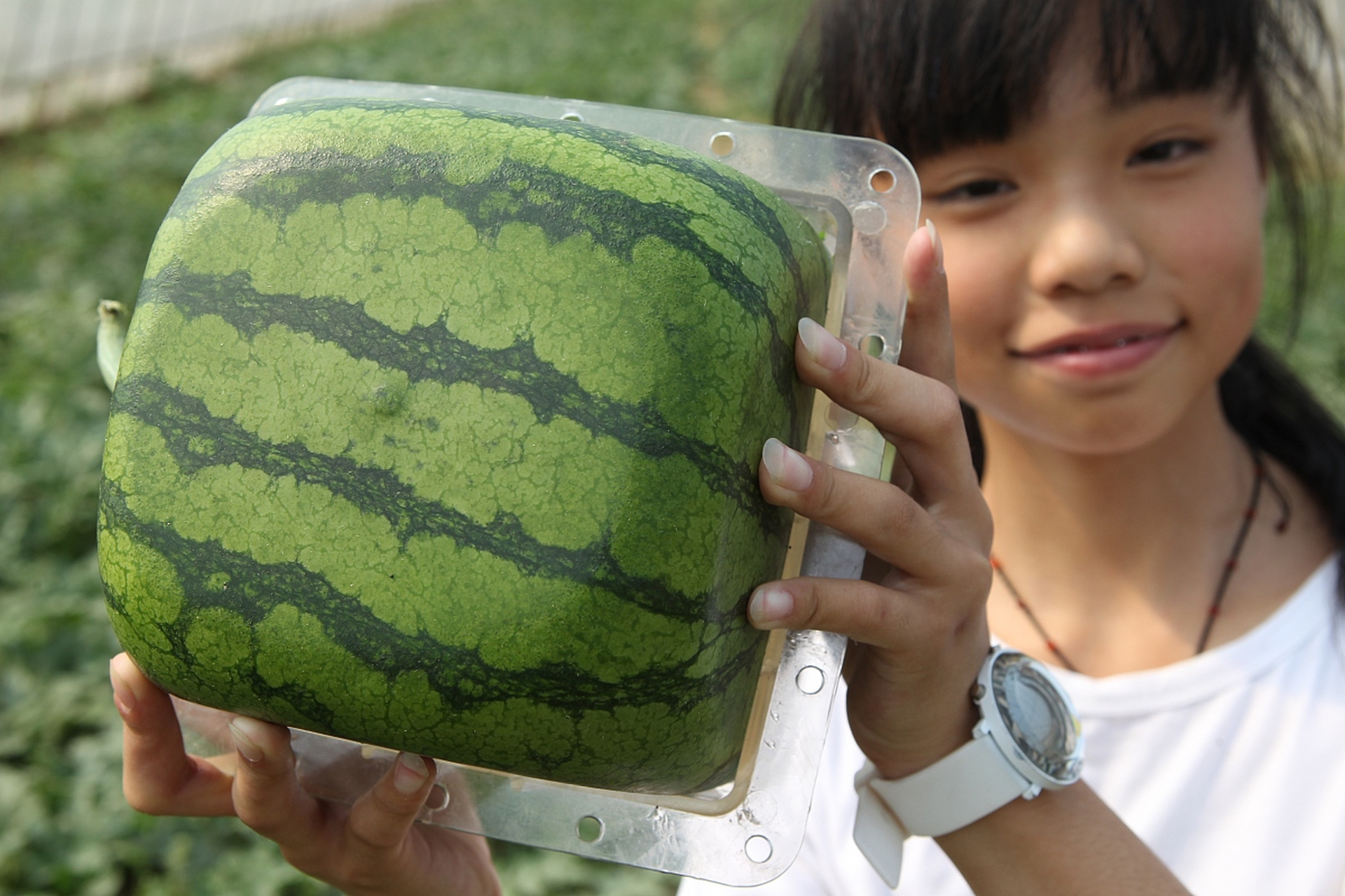 日本惊现方形西瓜,不仅价格非常昂贵,产量稀少,更让人惊掉下巴的是