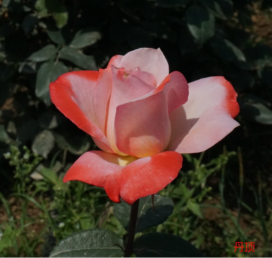 月季- 热门商品专区