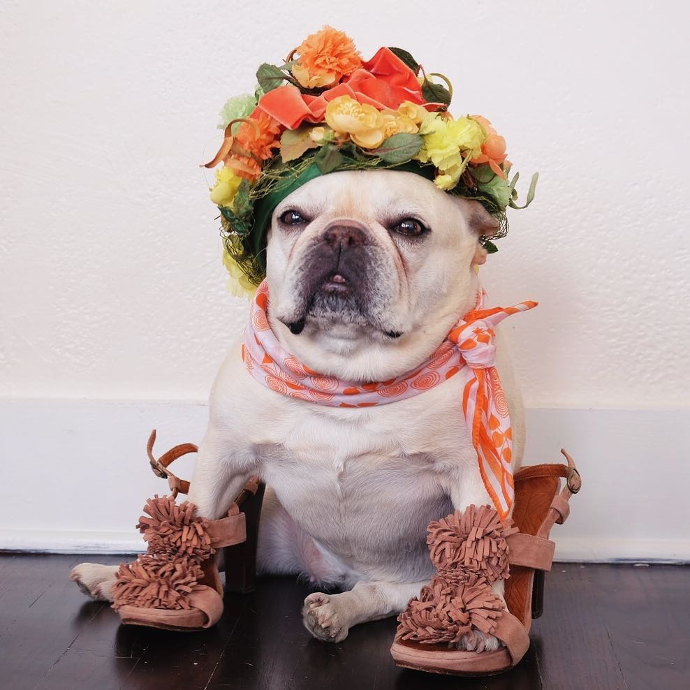 萌宠图片:法国斗牛犬天生就是傻白甜!