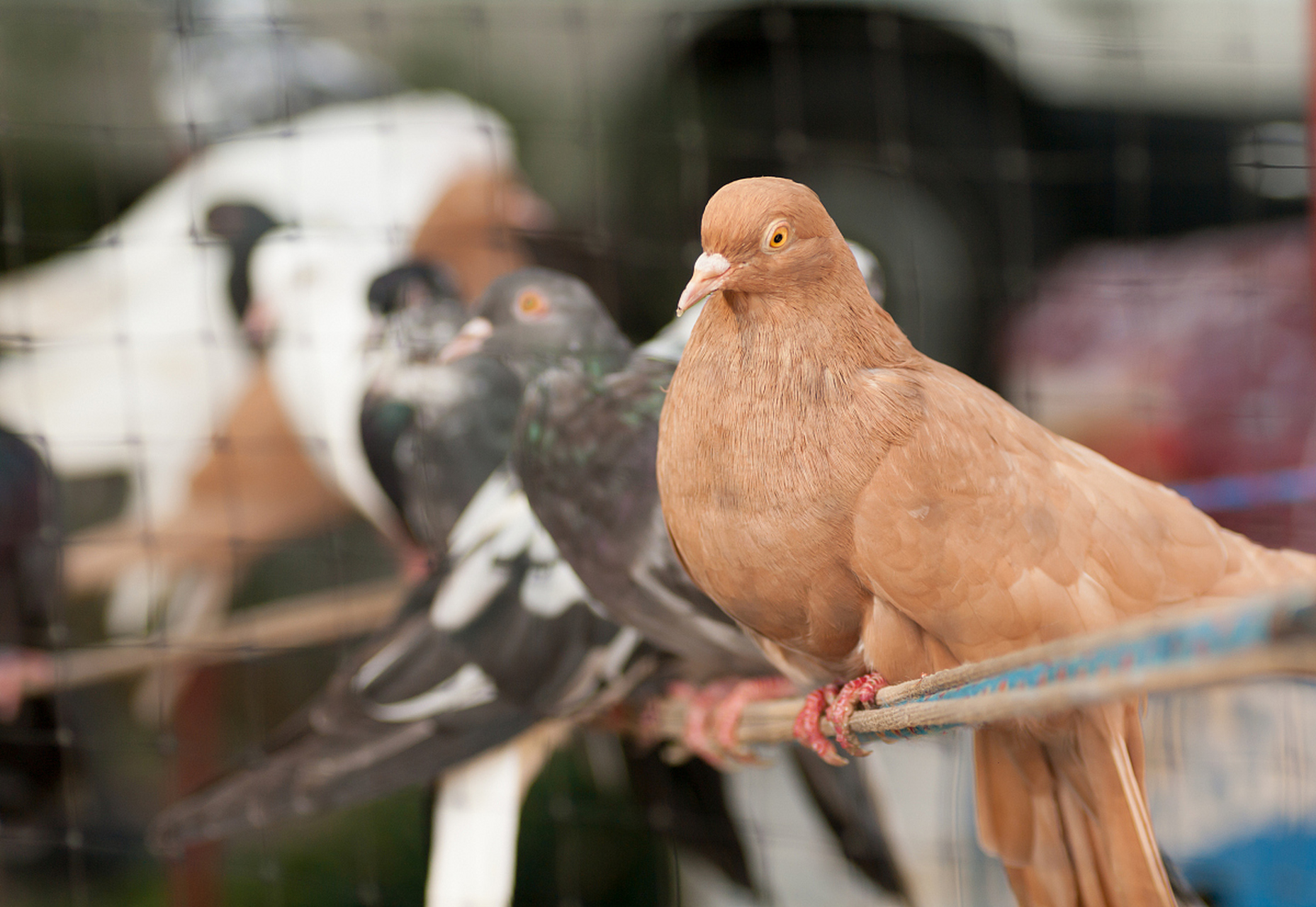 土褐色,这是在刚在土里打过滚吗?[捂脸]#动态创作月