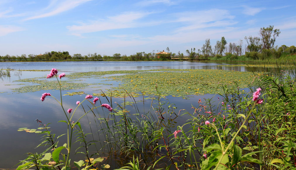 空气很好的太平公园,美景无限的哈尔滨金河湾湿地植物园.