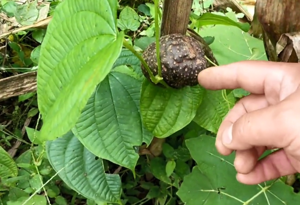 這種田間地頭常見的植物,果實形似土豆,加工成藥材價格不便宜