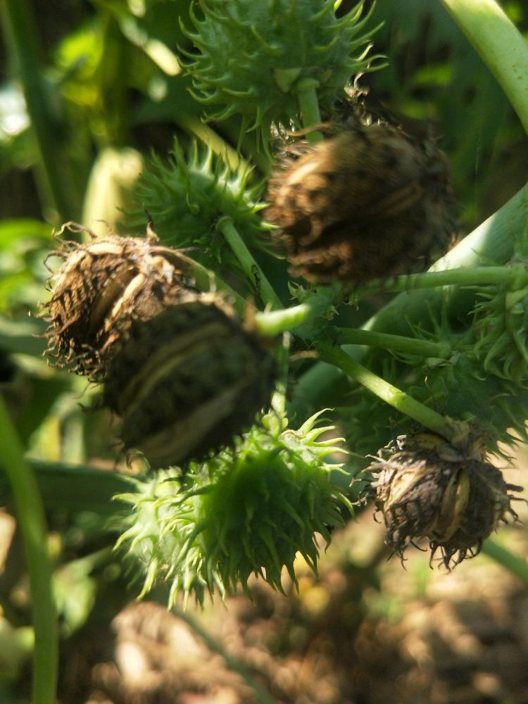 野外遍地是的小刺头,人吃了中剧毒,喂给花吃却呼呼长不停!