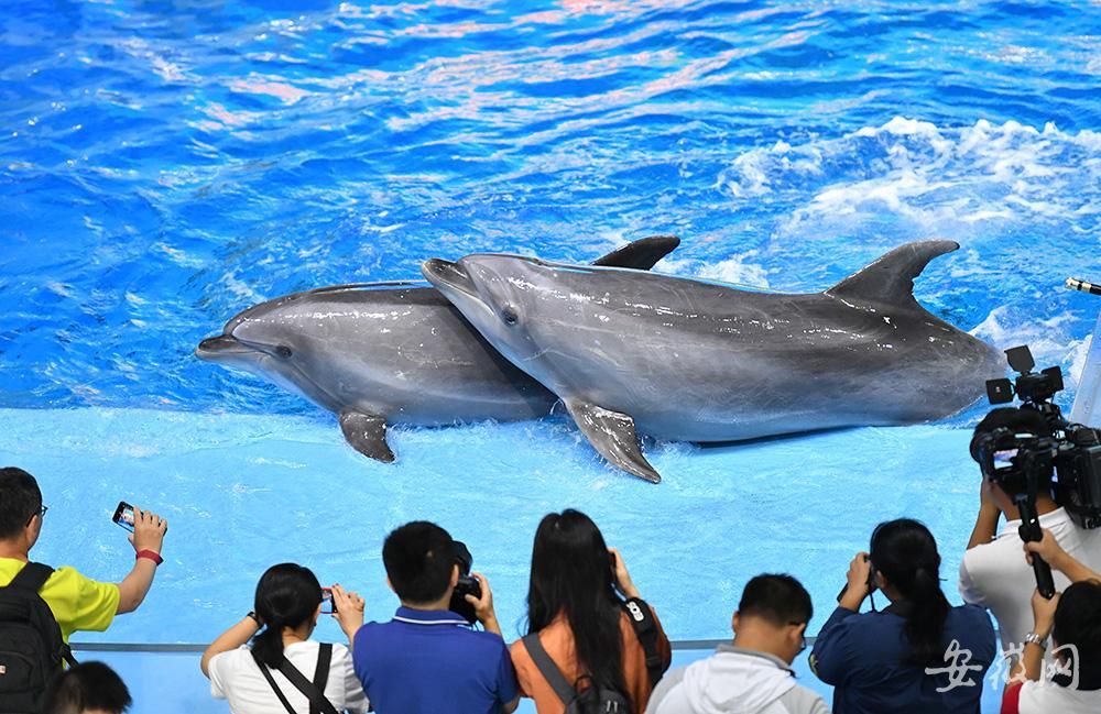 花鲸 海豚苦练本领 国庆将迎表演首秀