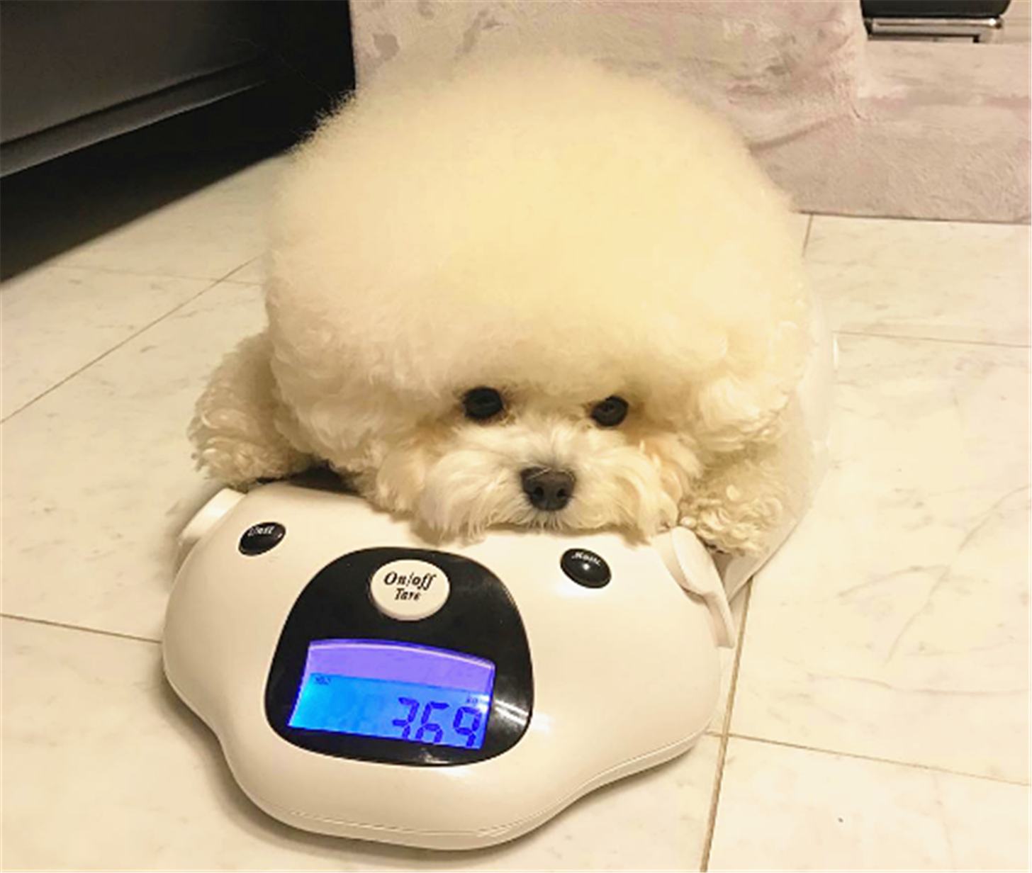 简直就是移动式棉花糖狗狗,疗愈无比,真想咬上一口!