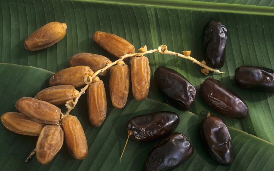 百度爱采购首页 商品专题_家里长一般种植椰枣树都是在网上买椰枣树苗