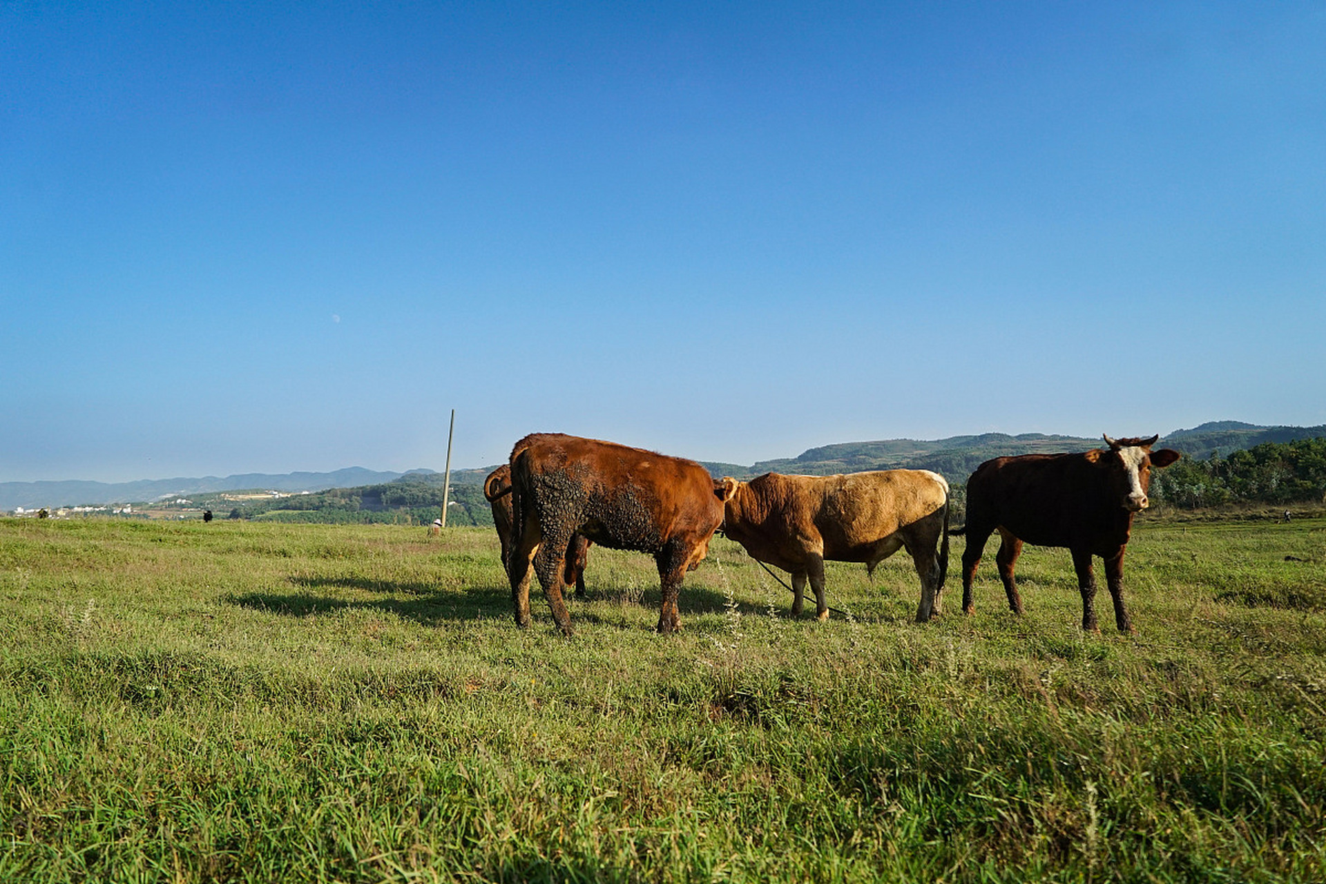 云南昆明之寻甸北大营草场  亲爱的读者们,今天我要向你们推荐一个