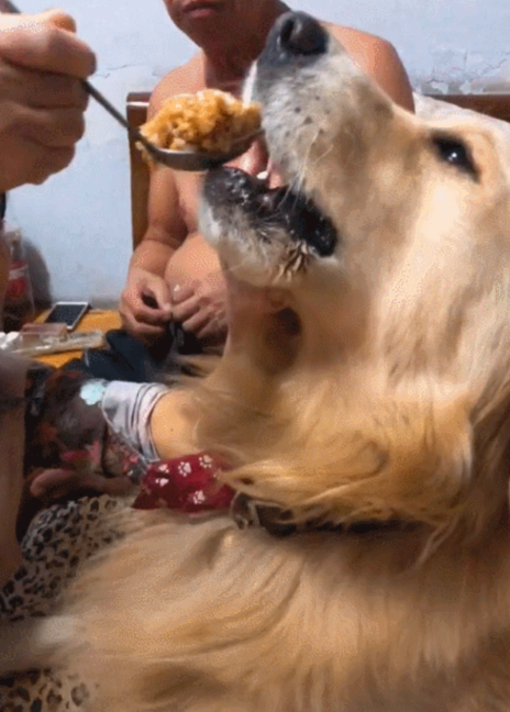 奶奶喂金毛吃东西,金毛边摇头拒绝边大口吃:都说了我要减肥!