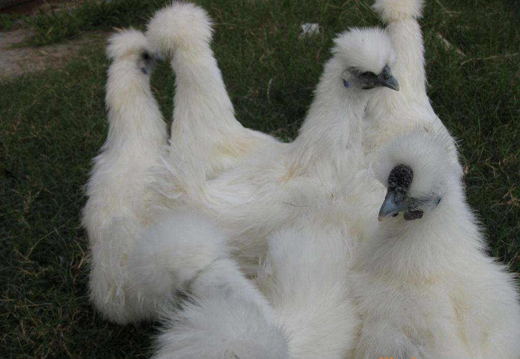 乌鸡饲养过程中,关于雏鸡的喂养时至关重要的问题,一定要重视