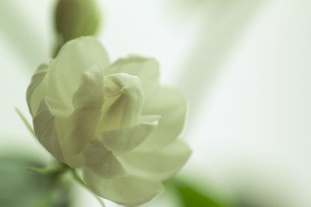 茉莉花茶